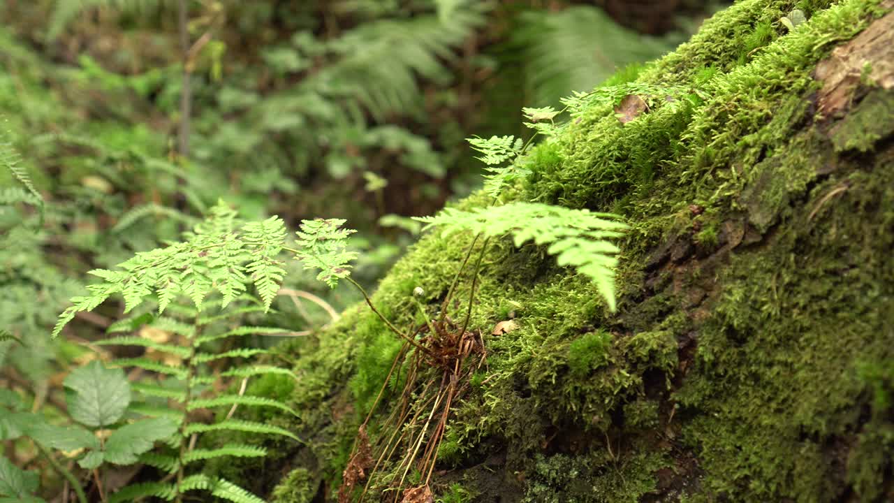 Tronco d'albero inclinato coperto di muschio con felce in una foresta selvaggia, umida e incontaminata.