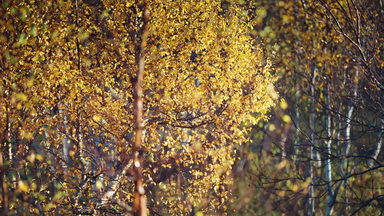 황금색 잎이 있는 버드나무가 울창한 잎자루로 둘러싸인 숲 속의 조용한 가을 풍경