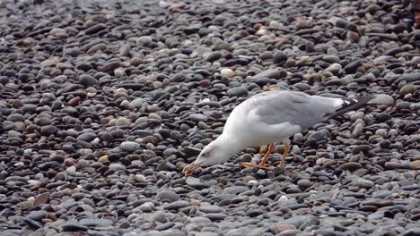 seagull on a pebble beach