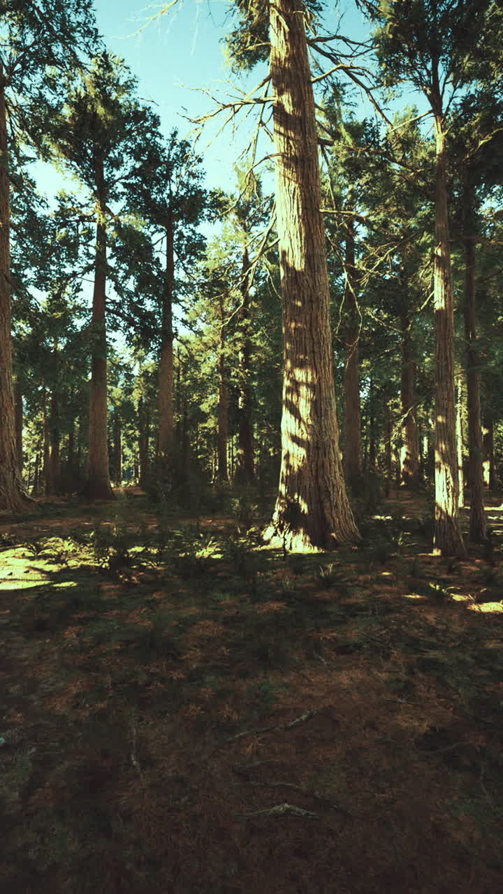 La luce del sole illumina alberi imponenti e la rigogliosa vegetazione sottostante