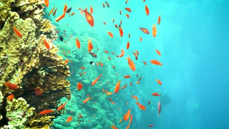 Shoaling-Goldfish-Near-Coral-Reefs-With-Diver-Swimming-On-Blue-Green-Underwater-Background---Medium-Shot