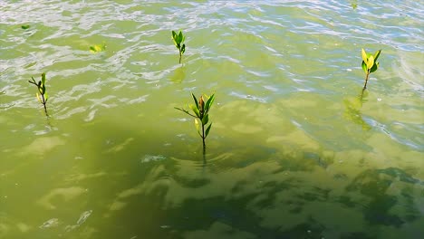 red mangrove or rhizophora mangle tree seedlings at a conservation area