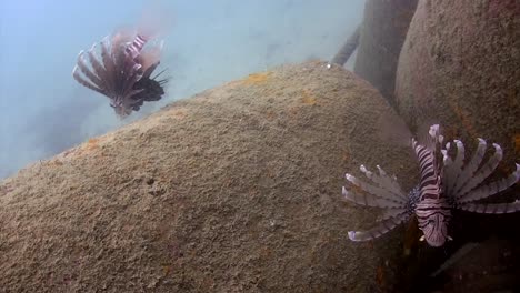 lionfish at junkyard  7