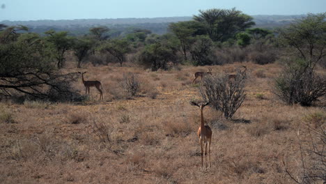 gacela gerenuk en un parque nacional de kenia