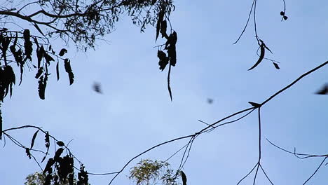 Butterflies-float-over-the-viewer-against-a-blue-sky