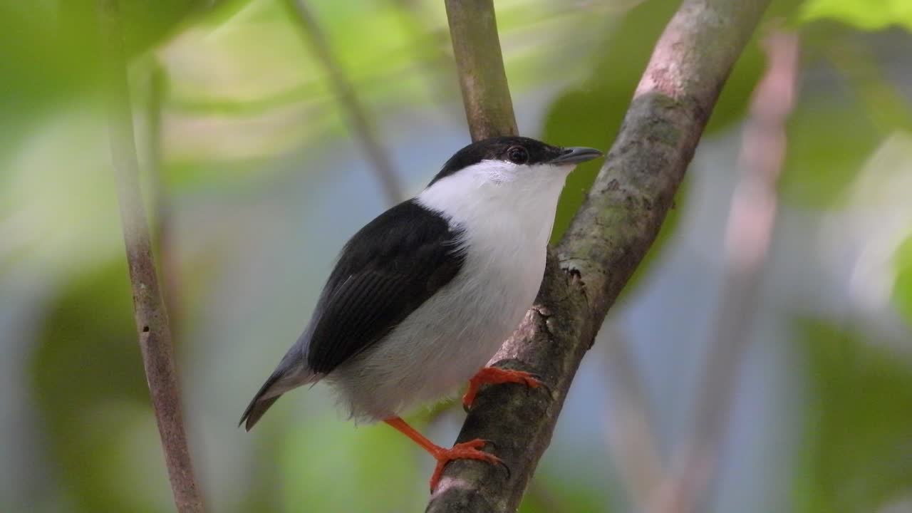 manakin de barba blanca mirando a su alrededor y volando en una rama en la jungla