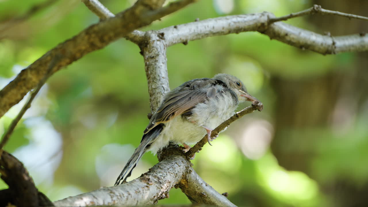 un pequeño pájaro bulbul de orejas marrones sentado en una ramita esperando a su madre
