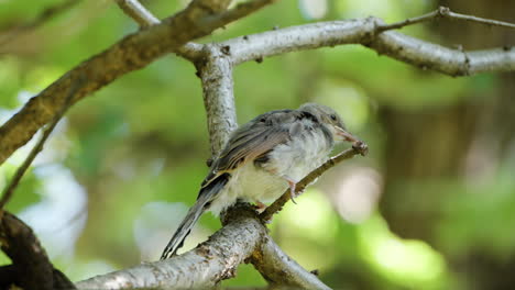 un pequeño pájaro bulbul de orejas marrones sentado en una ramita esperando a su madre