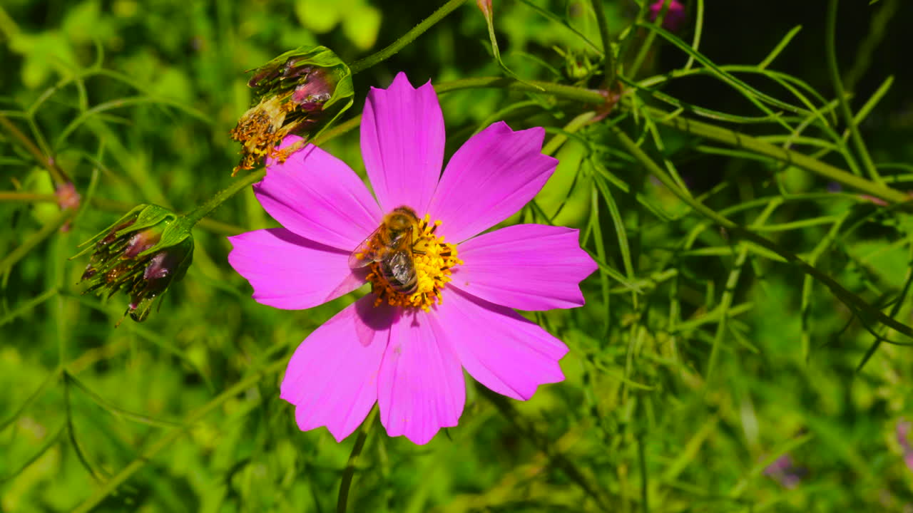 la abeja polinizando una hermosa flor rosada del cosmos