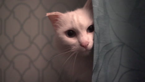 cute fluffy white cat hiding behind curtain and looking into camera