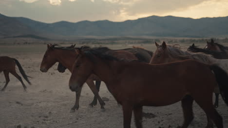 wild horses in a mountain meadow at sunset