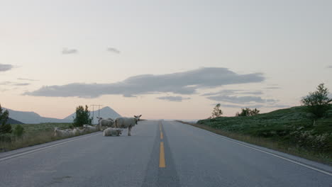 Flock-of-sheep-lying-on-the-road-on-Dovrefjell-mountain-range,-Norway