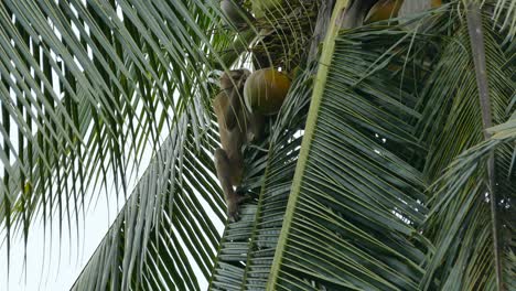 el macaco mono
