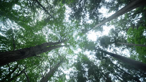 Spinning-underneath-tall-trees