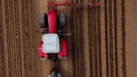 los pájaros ven el vuelo de los drones sobre las unidades de tractores sobre el campo y vierten plantas de lechuga jóvenes con agua