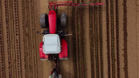 birds view drone flight over tractor drives over field and pours young lettuce plants with water