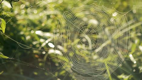 spider web full with morning dew water drops in bright sunrise back light slow panning