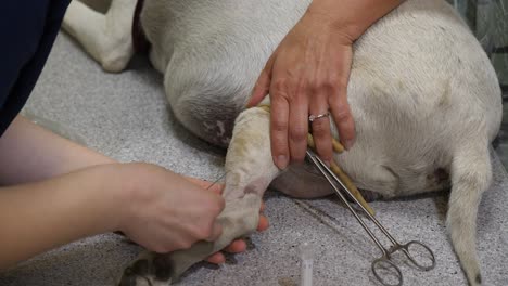 close-up of taking a blood smaple from a big dog at vet clinic