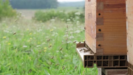 Vista-De-Las-Abejas-Que-Vuelan-Para-Aterrizar-En-Las-Tablas-De-La-Caja-De-La-Colmena-De-Abejas-De-Madera-Colocadas-En-Un-Campo