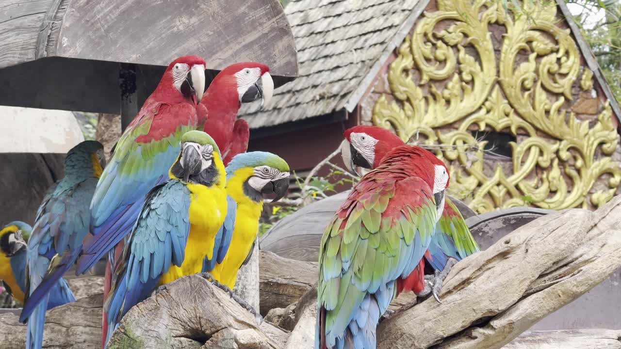 colorful parrot Species Blue and Gold Macaw