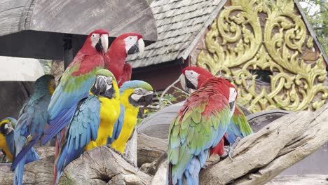colorful parrot species blue and gold macaw