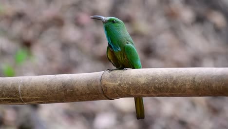 the blue-bearded bee-eater is found in the malayan peninsula including thailand at particular forest clearings