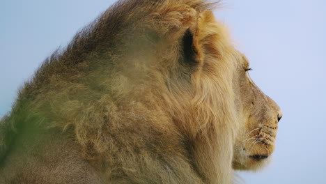 side view portrait of a young male lion with brown fluffy mane on blue sky background