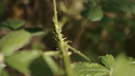 Sunlight-Striking-On-The-Lush-Green-Foliage-Of-A-Thorny-Plants-In-The-Forest-Of-Northern-Ireland