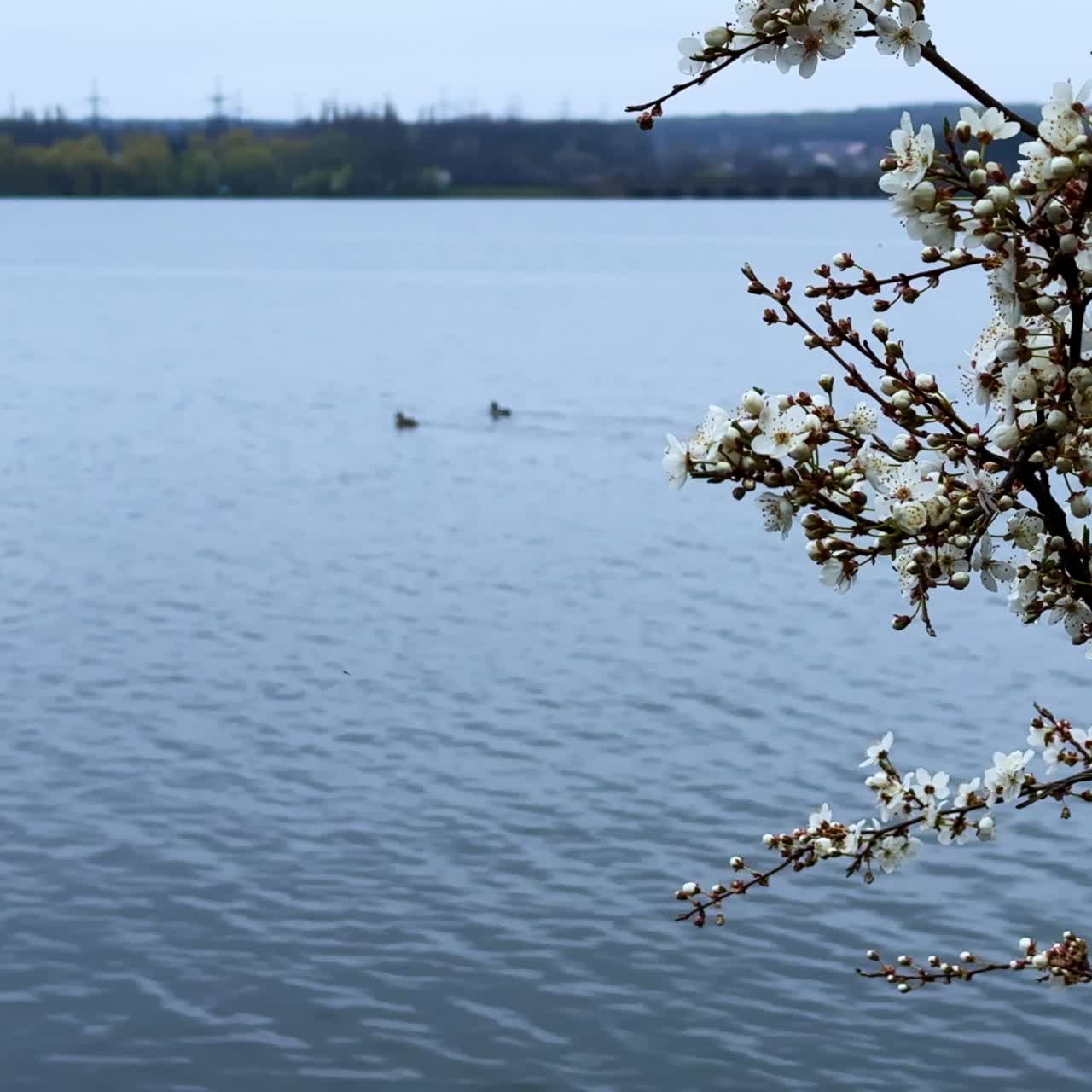 Cherry tree branch in white blossom. Close up. Calm river with two duckling swimming on at backdrop