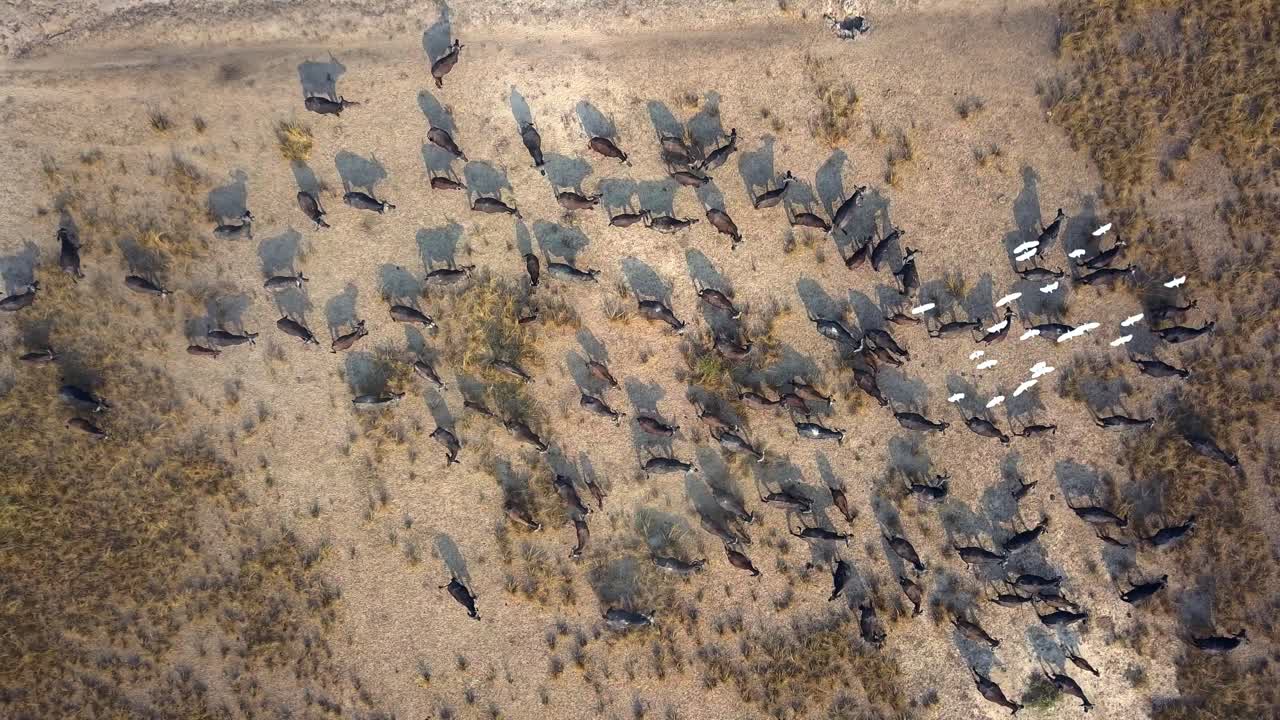 Top-down drone shot of African buffalos (Syncerus caffer) accompanied by a flock of cattle egrets (Bubulcus ibis) moving across dry grassland in Murchison Falls National Park, Uganda