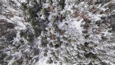 Vista-Panorámica-Del-Bosque-Nevado-En-Las-Montañas-Cerca-De-La-Provincia-De-Quebec,-Canadá