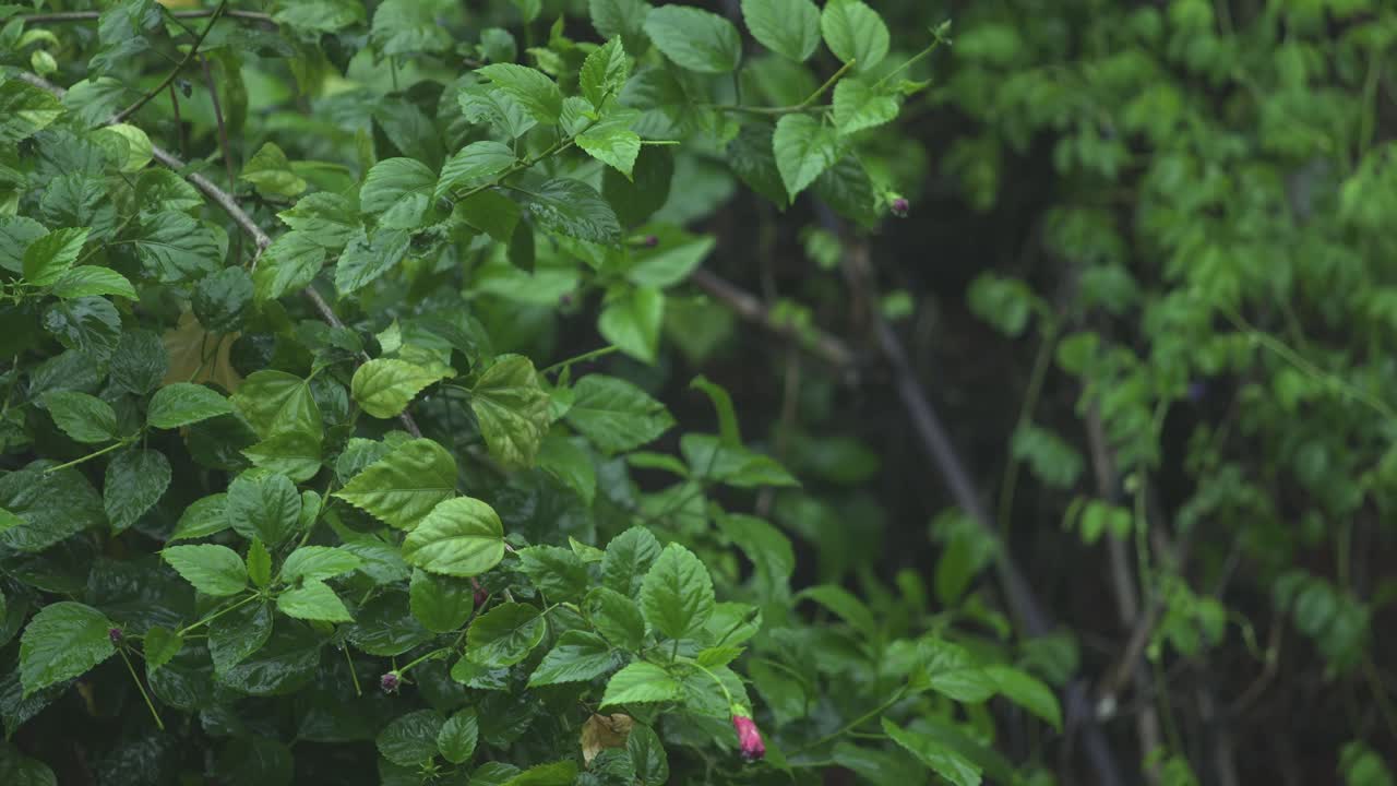 en la temporada de lluvias, el este de la india recibe fuertes lluvias durante la temporada de lluvias