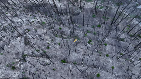 male walking through charred remains of burnt forest trees aerial top down view