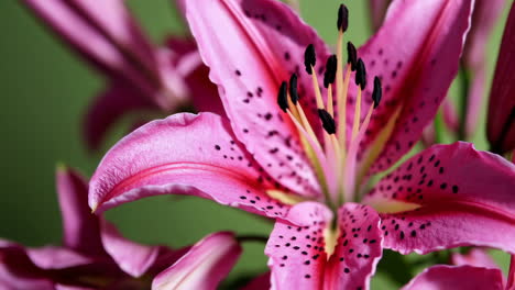 closeup of a pink lily