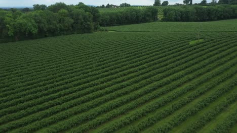 Luftaufnahme-Der-Heidelbeerfarmplantage,-Drohnenaufnahmen,-4k,-Vorwärtsschub