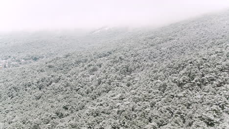 snowy mountain forest