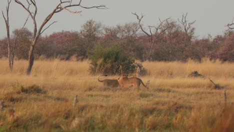 Dos-Leones-Jugando-En-El-Paisaje-Verde-Y-Dorado-De-La-Concesión-Khwai,-Botswana