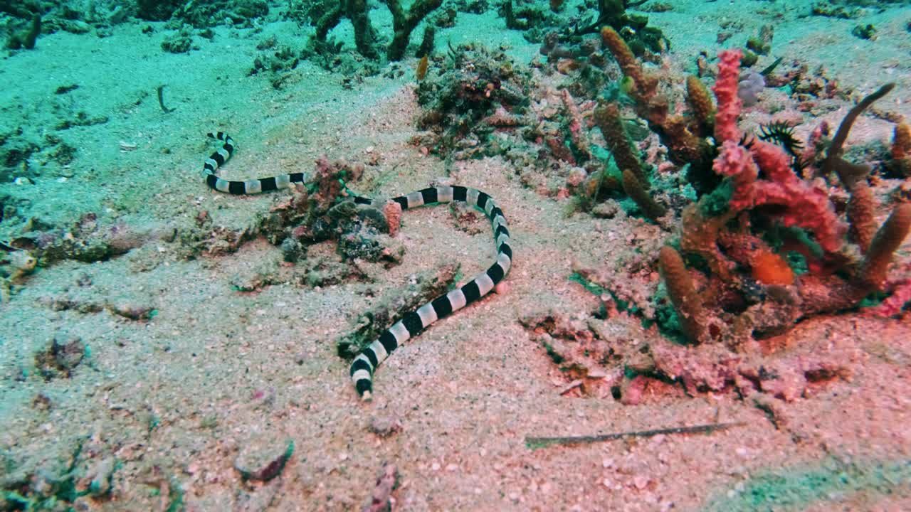 Serpente marino fasciato, Laticauda colubrina, che striscia sul fondale sabbioso vicino a Gili Air