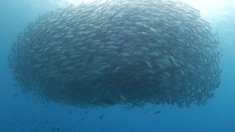 Enorme-Cardumen-Apretado-De-Peces-Selar-Boop-En-Espiral-Juntos-En-Aguas-Poco-Profundas