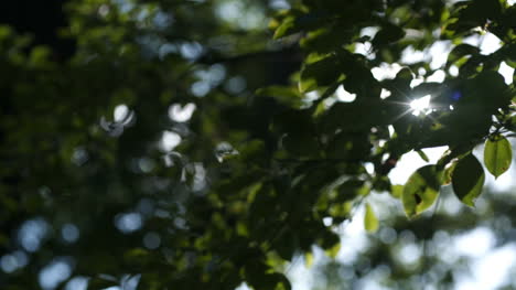 Morning-Sun-Comes-Up-Through-Leaves-At-Sunrise-2