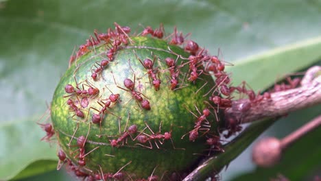 hormigas pululando sobre una fruta verde