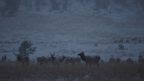 elk herd in a snowy landscape