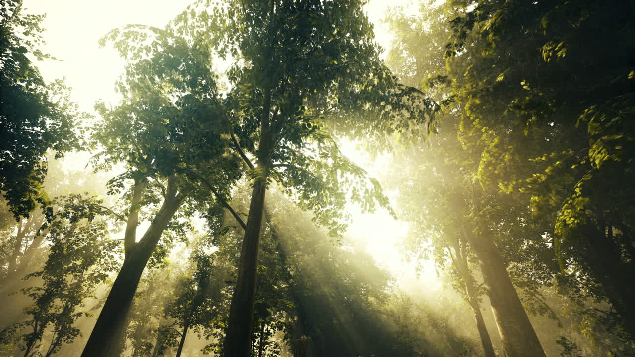 Sunlight filtering through tall trees in a serene forest setting