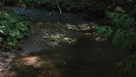 Un-Río-Poco-Profundo-Que-Corre-En-El-Bosque-Oscuro,-Arbustos-Que-Crecen-A-Ambos-Lados-Del-Río