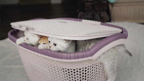 Funny-muzzle-of-little-kittens-peeks-out-of-the-basket