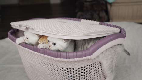 funny muzzle of little kittens peeks out of the basket