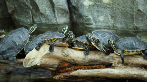 group of yellow-bellied slider turtles resting on dried log on a pond in south korea