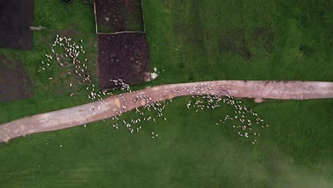 Aerial-of-a-flock-of-sheep-being-herd-over-a-dirt-road,-little-white-dots