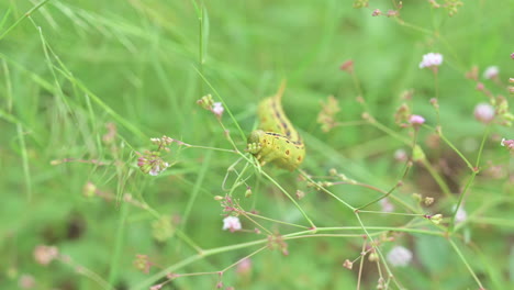 Oruga-De-La-Polilla-Esfinge-Forrada-De-Blanco-Alimentándose-En-El-Campo-De-Flores-Silvestres-Contra-El-Fondo-Del-Bokeh