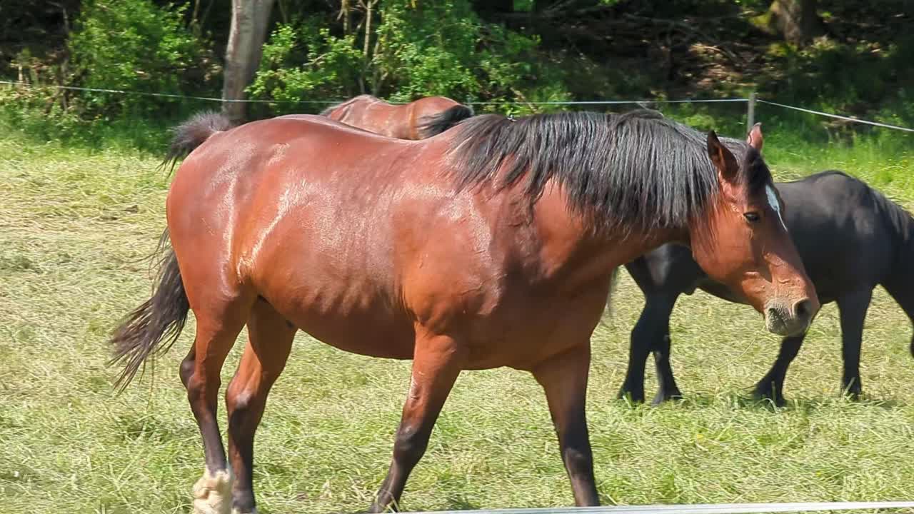 retrato de un hermoso caballo marrón rojo animal en el atardecer de verano campo verde naturaleza pasto fondo estable
